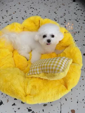 Chiếu Nệm Mát Cho Pet Yêu