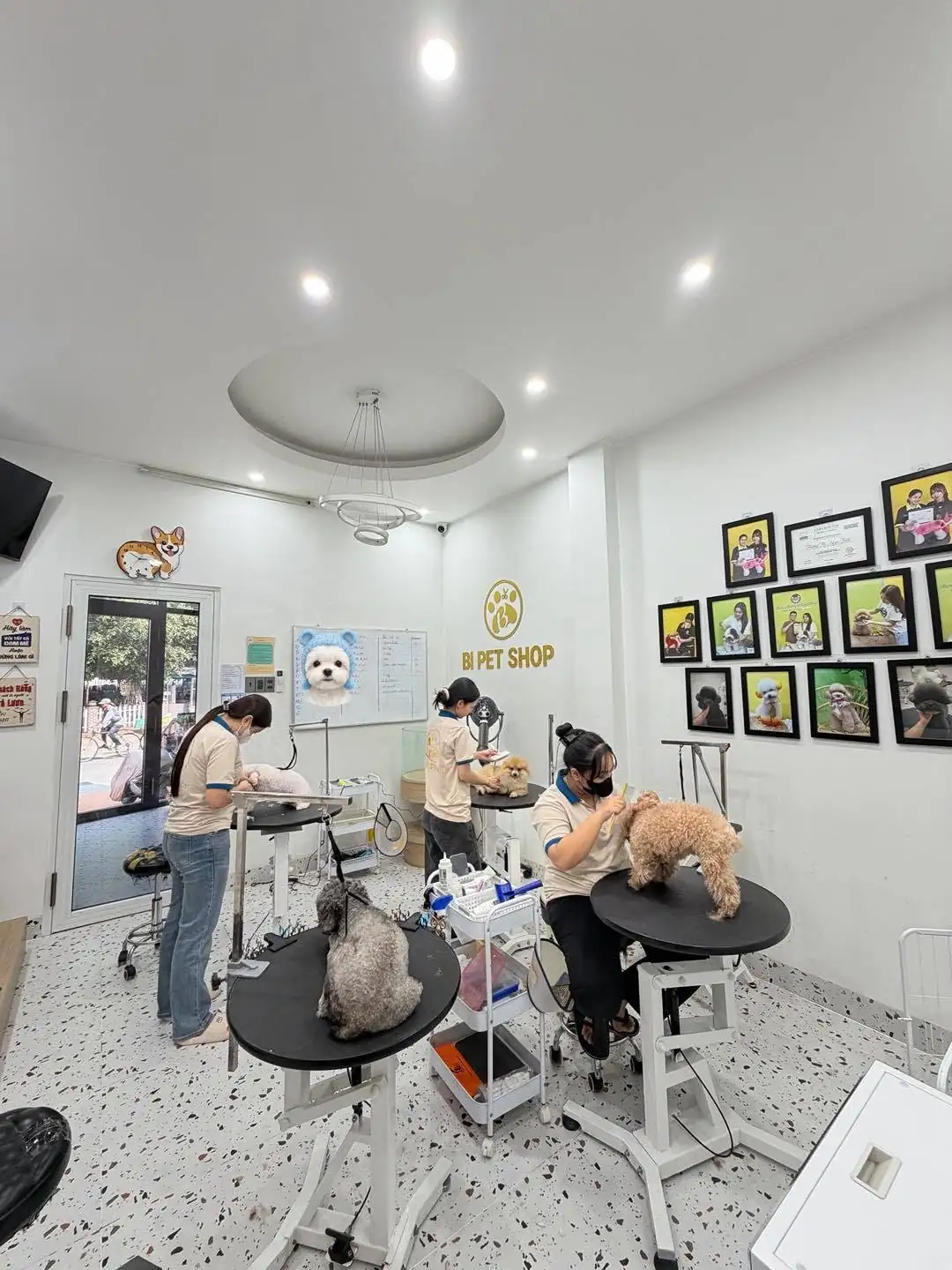 BI PET | CỬA HÀNG THÚ CƯNG - PET SPA - THÚ Y AN GIANG