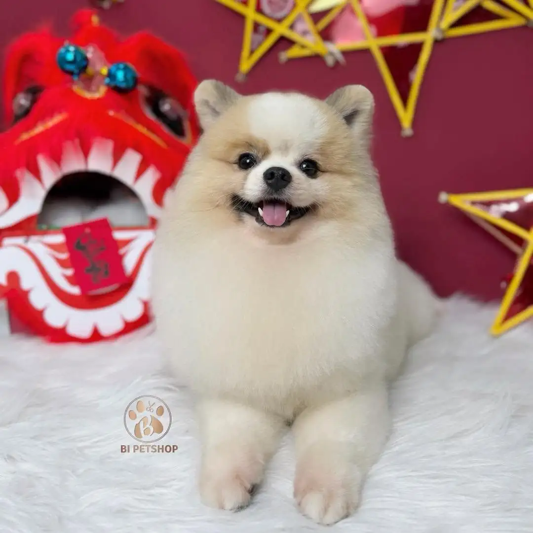 BI PET | CỬA HÀNG THÚ CƯNG - PET SPA - THÚ Y AN GIANG