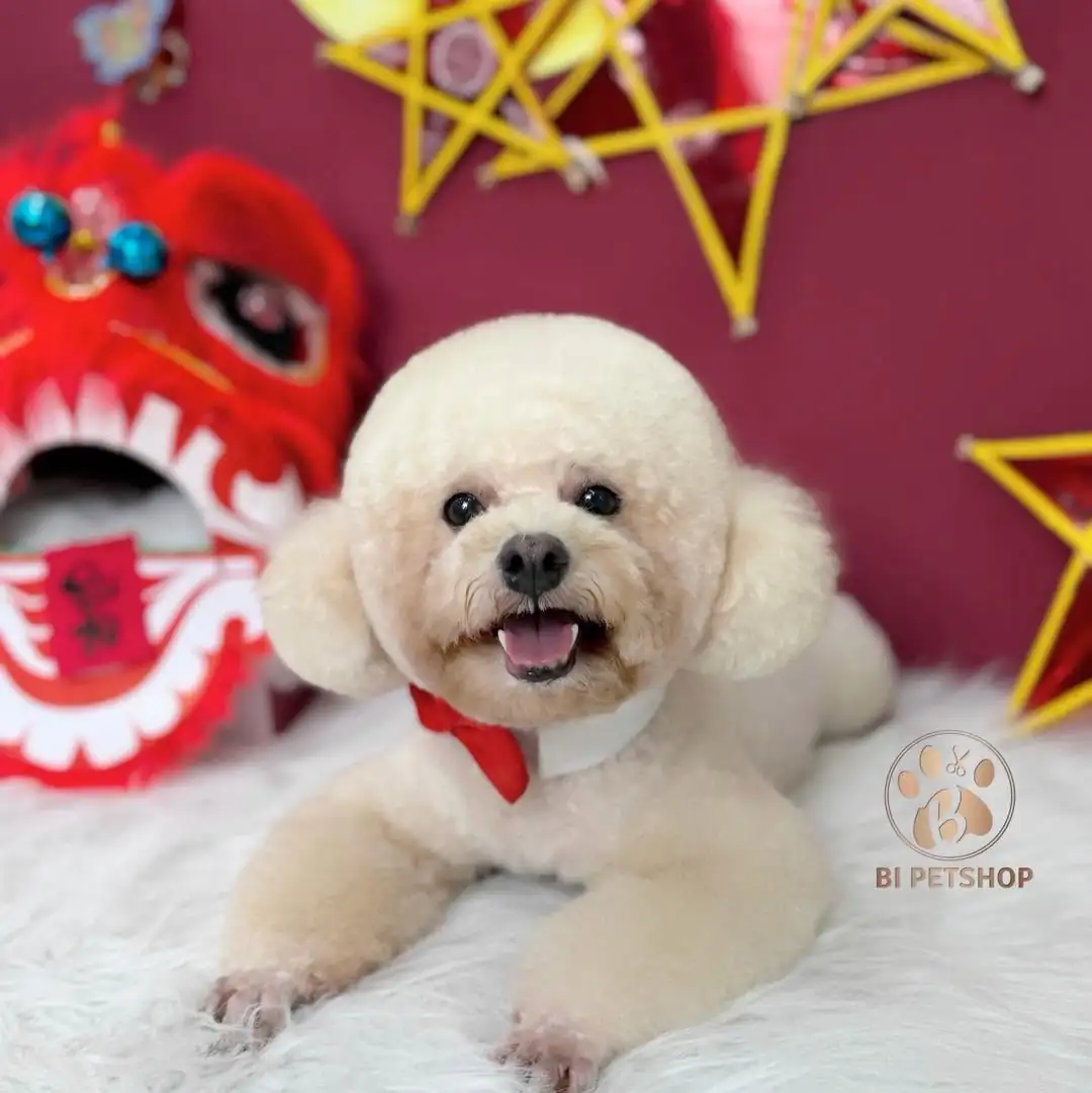 BI PET | CỬA HÀNG THÚ CƯNG - PET SPA - THÚ Y AN GIANG
